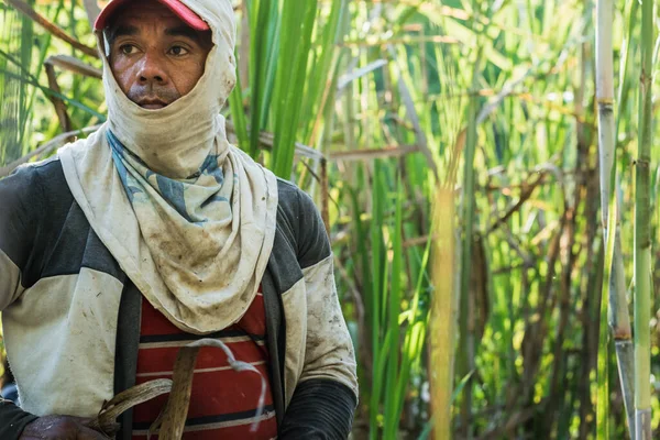 close-up of an indigenous farmer with his face covered to protect himself from the sun\'s rays. brown male farmer, in the middle of a sugar cane field, working outdoors