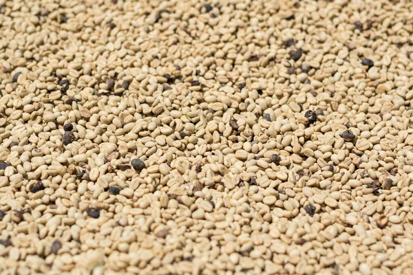 マシンを脱いだ後に太陽の下で乾燥するコーヒー豆の詳細なビュー コロンビアでのコーヒー生産プロセスは — ストック写真