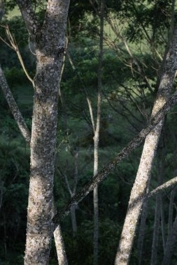 Kolombiya 'nın kırsal kesiminde güzel bir orman olan Zanthoxylum rhoifolium veya tachuelos. Beyaz noktalı gri ağaçlar ve ağaç kabuklarının her yerinde sivri iğneler ya da sivri uçlar bir yaz günü. yeniden ağaçlandırma kavramı.