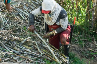 Latin köylü çiftçi, şeker kamışlarını diz çöküp şeker değirmenine götürüyor. Yüzü örtülü ve elinde palayla çalışan bir köylü..