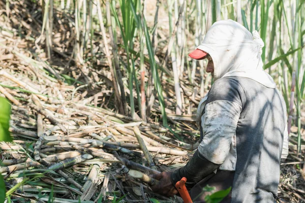 サトウキビ畑の真ん中にいる農民の男性ラテン人農民がサトウキビを集めています 太陽から身を守るために顔を覆う先住民の男 パネラを作るために原料を集め ロイヤリティフリーのストック写真