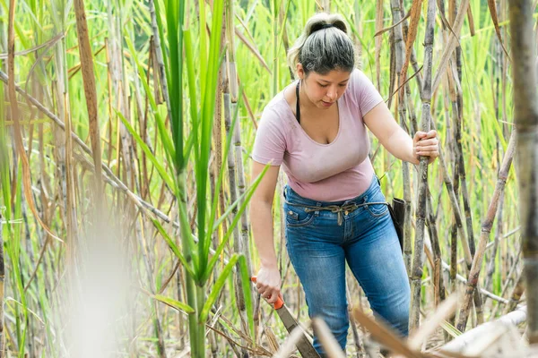 若いラティーナの農民の女性は サトウキビ畑の真ん中を手にマチェーテで歩き サトウキビの質をチェックし 見ています 働く女性 ストック画像