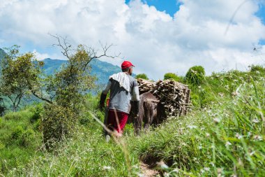 Katırını büyük bir şeker kamışıyla Kolombiya 'nın paisa bölgesinin güzel dağlarında dolaştıran katır. Kahverengi adam yeşil çayır için tarlada çalışıyor..