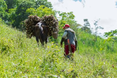 Köylü katırcı, Escopetera ve Pirza Yerli Bölgesi 'ndeki bir dağ yolunda şeker kamışı yüklü katırını taşıyor. Panela üretimi için geleneksel süreç.