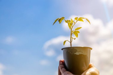 Sprout of a young plant on a background of blue sky