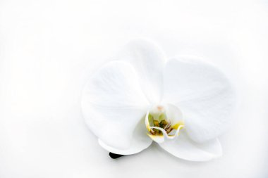 White orchid flower on a white table