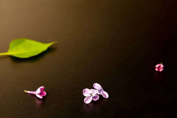 Scattered lilac flower next to the leaves on a dark background. Place for text