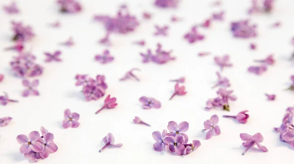 Scattered petals of lilac flowers on a white background, top view, Focus in the middle of flowers