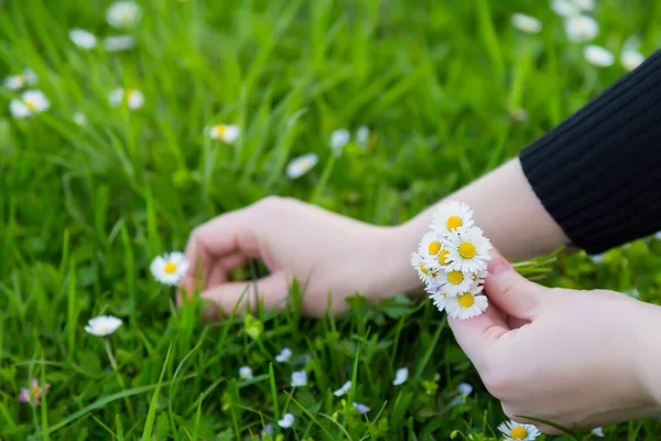 Female hands pluck amazing daisies growing in a meadow with wildflowers. Someone wants to keep the green symbol of good luck.
