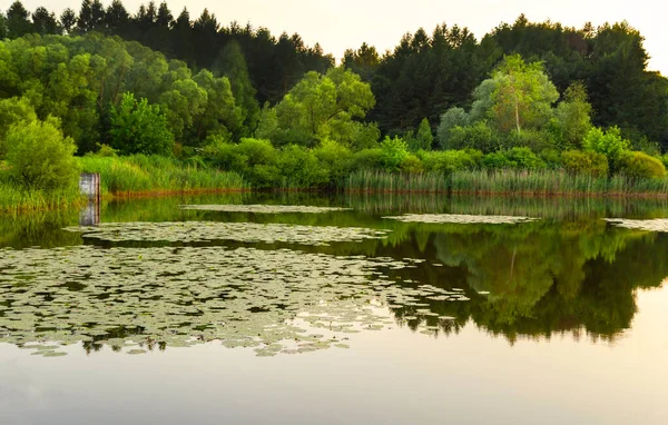 Beautiful lake covered with lilies, vacation outside the city, on a background of green trees