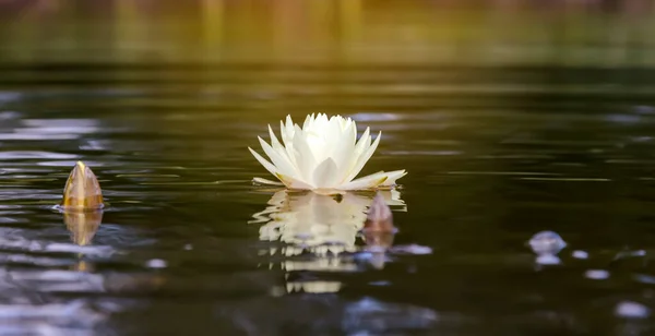 Water lily, white water lily, against the background of sun rays