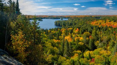 Algonquin parkında renkli bir düşüş - kırmızı sarı ve yeşil yapraklar 