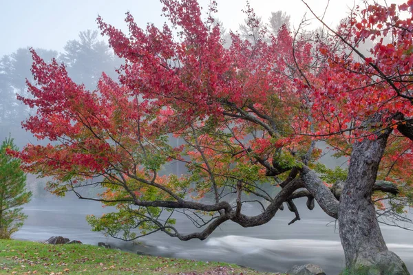 Sabahın erken saatlerinde nehrin üzerindeki muhteşem kırmızı ağaç.