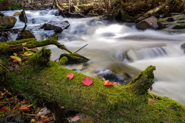 Sonbaharın rengi: bir derenin yanında yosunla kaplanmış bir ağaç