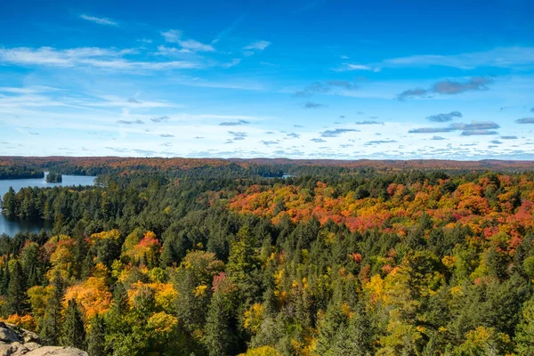 Sonbaharda Algonquin Parkı - kırmızı sarı ve yeşil ağaçlar