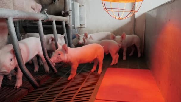 Μια ομάδα νεαρών γουρουνιών σε μια φάρμα σε ένα χοιροστάσιο κοντά στη μεγάλη γουρούνα. — Αρχείο Βίντεο