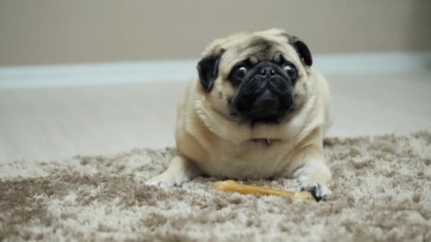 Pug pes vrčí a rozhořčený, chrání kost — Stock video