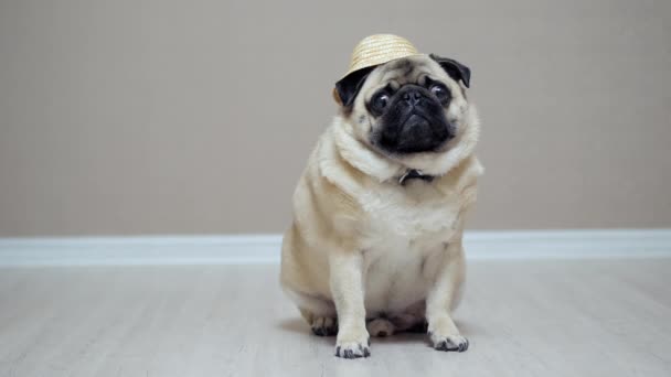Αστείος σκύλος με ψάθινο καπέλο σαν αγρότης, κάθεται στο πάτωμα και γυρίζει το κεφάλι του — Αρχείο Βίντεο