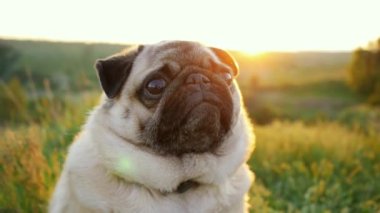 Gün batımında sakin ve güzel bir köpeğin portresi, köpek doğadaki kameraya bakar..