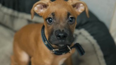 Küçük şirin Alman boksör köpek yavrusu, kameraya bakan köpek.