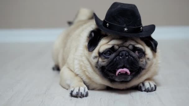 Gracioso perrito en un sombrero de vaquero como granjero, acostado en el suelo — Vídeos de Stock