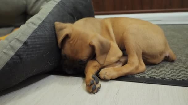 Cansado puppy boxer alemão cai adormecido, cão cansado — Vídeo de Stock