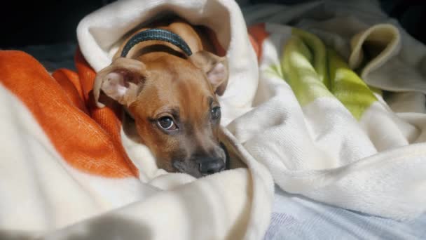 懒洋洋的小狗躺在铺满毛毯的床上，在寒冷的天气里晒太阳. — 图库视频影像