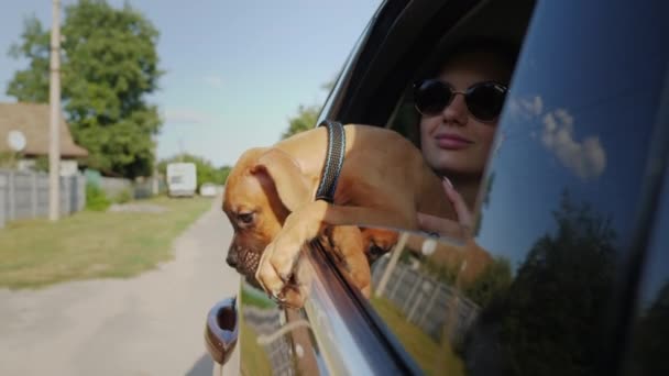 Niemiecki bokser piesek jeździ w samochodzie i wygląda przez okno, psie podróże — Wideo stockowe