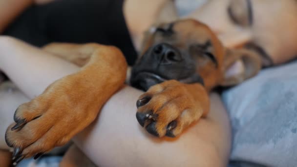 Uroczy niemiecki bokser szczeniak spać razem ze swoją właścicielką — Wideo stockowe