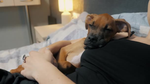 可爱的德国拳击手小狗在卧室的女主人怀里睡着了 — 图库视频影像