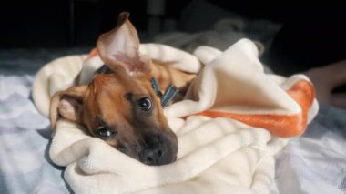 Battaniyeli yatakta dinlenen tembel köpek yavrusu, komik uzun köpek kulakları.