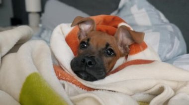 Yatak odasındaki battaniyeye sarılı, yatakta dinlenen komik Alman boksör köpeği.