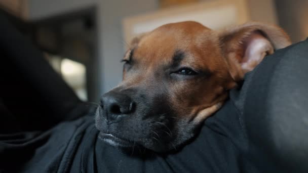 可爱疲惫的德国拳击手小狗睡在主人的卧室里，休息 — 图库视频影像