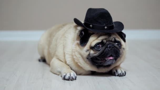 Portrait de chien carlin drôle dans un chapeau de cow-boy comme un agriculteur, couché et regardant la caméra. — Video