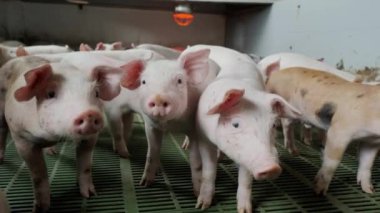 Domuz ahırındaki küçük domuzcuklar kameraya bakın ve koklayın.. 