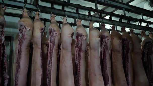 Carcaças de porco penduradas em ganchos no armazém frigorífico, matadouro — Vídeo de Stock