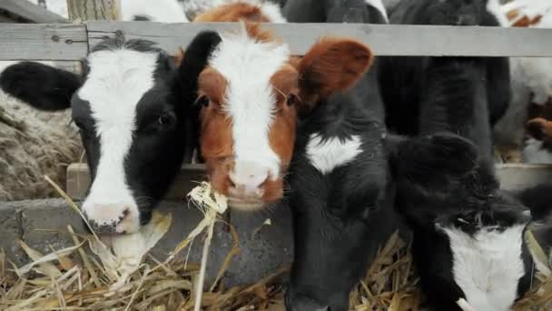 Vaches mangeant de la paille dans une ferme gros plan, mâchant du foin. — Video