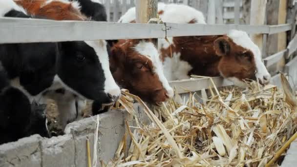 Vacas comendo palha em uma fazenda close-up, mastigando feno. — Vídeo de Stock