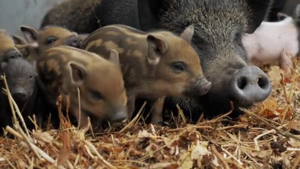 Маленькие милые новорожденные поросята рядом со своими мамами-свиньями на ферме в куче соломы, свободного прохода и выращивания мяса — стоковое видео