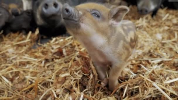 Милая маленькая поросенок смешной нюхательная камера, свинья и органическая мясная ферма. — стоковое видео