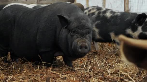 養豚場の大きな太ったイノシシがカメラを見て. — ストック動画