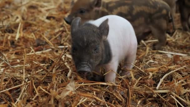 Porquinho infeliz bonito com cabeça preta e corpo rosa agitar corpo, fazenda de criação de porco — Vídeo de Stock