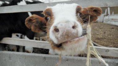 İnekler çiftlikte saman yiyor, saman çiğniyor..