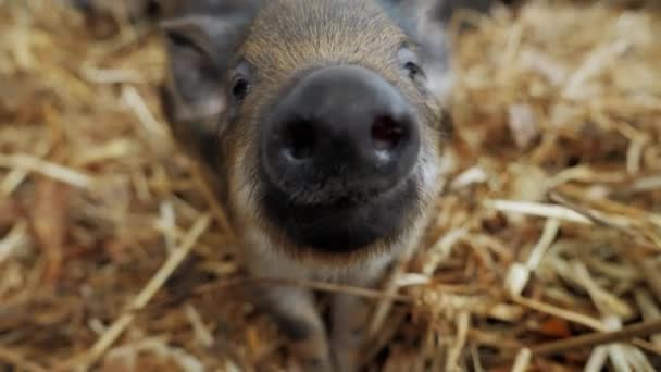 Bonito pequeno leitão engraçado cheirando câmera, porco e fazenda de carne orgânica. — Vídeo de Stock