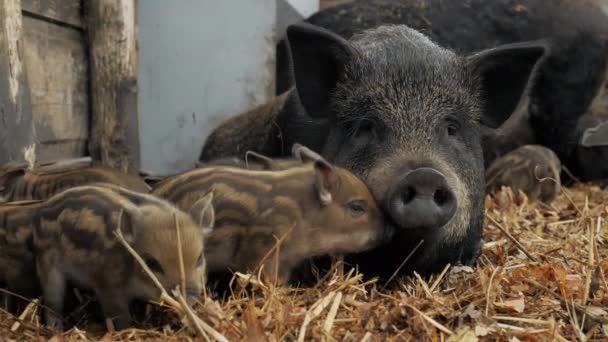 Pequenos leitões recém-nascidos bonitos perto de seus porcos-mãe em uma fazenda em um monte de palha, alcance livre e criação de carne — Vídeo de Stock