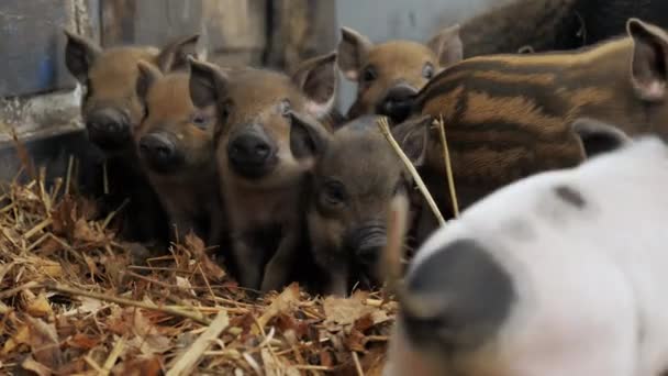 Little cute newborn piglets pigs on a farm in a heap of straw, free range and meat raising — Vídeo de Stock