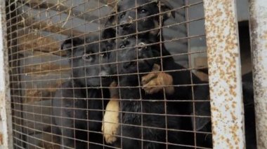 Barınaktaki köpek kulübesinde sevimli ve eğlenceli Alman çoban köpekleri açık hava kafesinde oturuyorlar. Safkan köpekler yetiştiriyor.