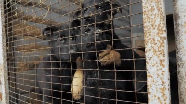 Cute and playful German Shepherd puppies in the shelter kennel are sitting in the open-air cage. Breeding purebred dogs — Stock Video