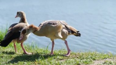 Göl kenarındaki ördek ot yiyor, vahşi yaşam