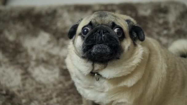 Zbliżenie portret psa mopsa, zaskoczony, warczący i oburzony, patrząc w kamerę — Wideo stockowe